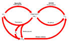 graphic link to carbon cycle