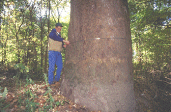 save the rainforest