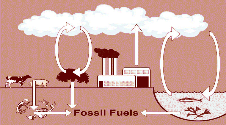 graphic: Carbon Cycle