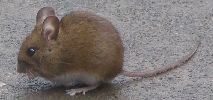 graphic: Rodent