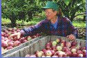 images: apple grower