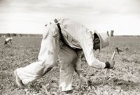 fieldworker