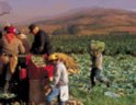 graphic: field labourers