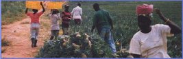 graphic: harvesting produce