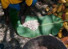 graphic: collecting cocoa pods