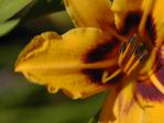 graphic: flower
