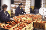 graphic: fruit packers