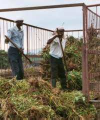 graphic:&nbsp; field workers