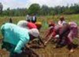 graphic: women field workers