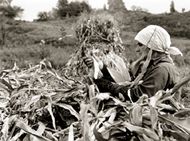 woman field worker
