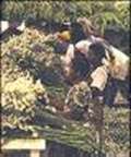graphic: Women Flower Packers