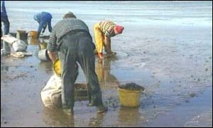 cockling (BBC archive)