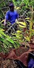 graphic: coffee grower