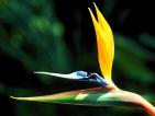 graphic: flower