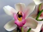 graphic: flower