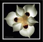 graphic: flower