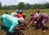 graphic: women field workers