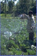 graphic: worker with chemicals